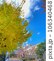 紅葉したイチョウと青空 106340468
