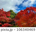 紅葉と空 106340469