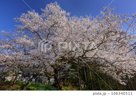 長野県上水内郡小川村小根山 立屋番所の桜山 エドヒガンザクラの古木である立屋の桜 長野県上水内郡小川村小根山 立屋番所の桜山 エドヒガンザクラの古木である立屋の桜 106340511