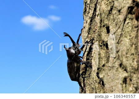 ゆずの里毛呂山町の雑木林に生息するカブトムシと青空に白い曇が浮かぶ生態写真 ゆずの里毛呂山町の雑木林に生息するカブトムシと青空に白い曇が浮かぶ生態写真 106340557