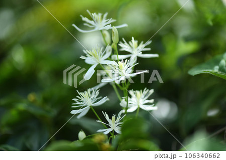 センニンソウ(仙人草) センニンソウ(仙人草) 106340662