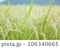 黄金色の稲穂 106340665