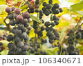 収穫前のブドウ 106340671