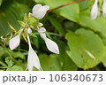 白く輝くスダレギボウシ 106340673