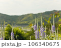 高原に咲くラベンダー 106340675