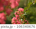 赤い花 106340676