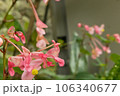 ピンク色の可愛い花 106340677