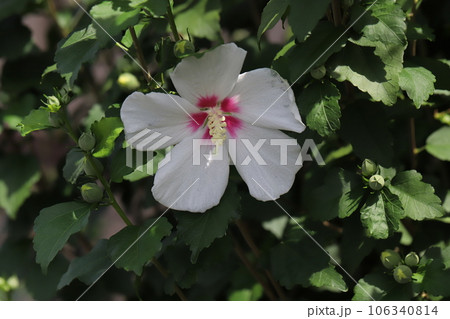 夏の庭に咲く白い花びらで中心が赤いアメリカフヨウの花 106340814
