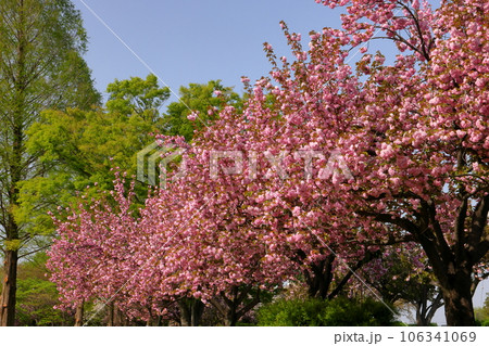 埼玉県川越市川越水上公園 ボート池の周りを彩る満開の八重桜の並木 埼玉県川越市川越水上公園 ボート池の周りを彩る満開の八重桜の並木 106341069