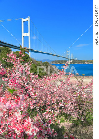 【愛媛県】快晴の来島海峡大橋と満開の河津桜 106341077