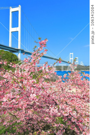 【愛媛県】快晴の来島海峡大橋と満開の河津桜 106341084