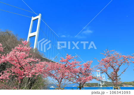 【愛媛県】快晴の来島海峡大橋と満開の河津桜 106341093
