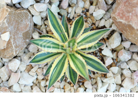 アガベ　五色万代 106341382