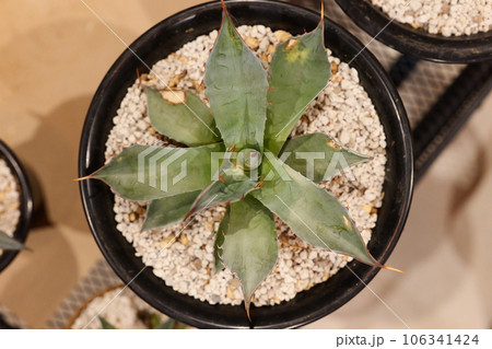 アガベの子株　 106341424