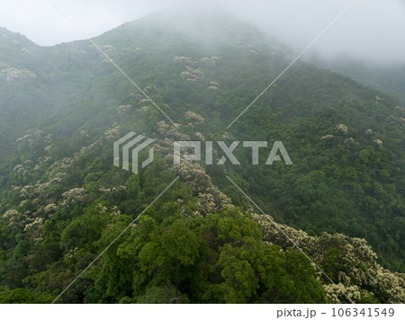 Aerial view of landscape in summer tropical forest 106341549