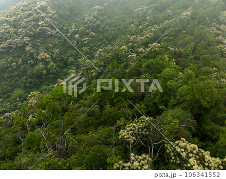 Aerial view of landscape in summer tropical forest 106341552