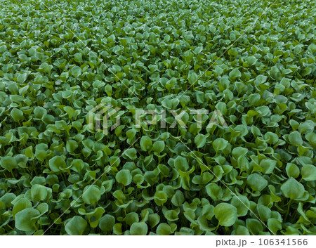 Green water hyacinth in pond 106341566