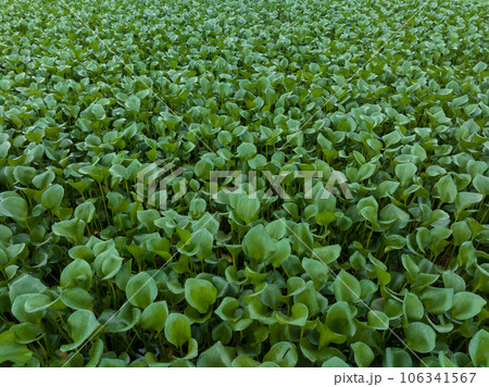 Green water hyacinth in pond Green water hyacinth in pond 106341567