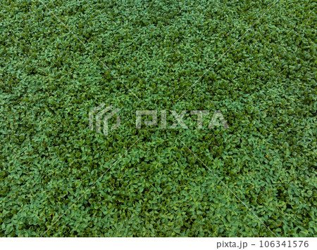 Green water hyacinth in pond Green water hyacinth in pond 106341576