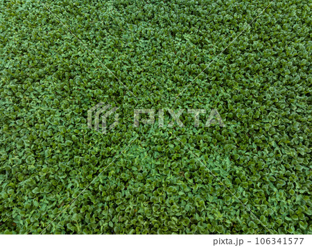 Green water hyacinth in pond Green water hyacinth in pond 106341577