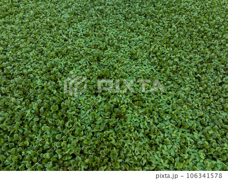 Green water hyacinth in pond Green water hyacinth in pond 106341578