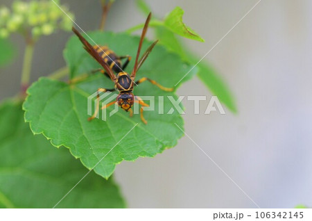 葉っぱにとまるカリバチ 葉っぱにとまるカリバチ 106342145