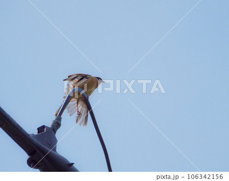 ホオジロがツバサを広げた瞬間 106342156