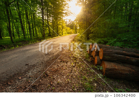 Pieces of trees by the road in the forest Pieces of trees by the road in the forest 106342400