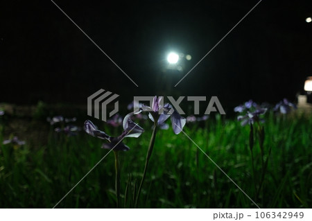 菖蒲 106342949