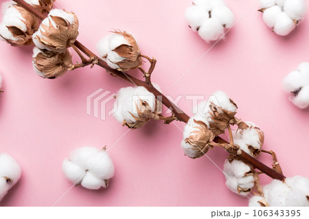 Autumn Floral Flat lay background composition. Dried white fluffy cotton flower branch top view on colored table with copy space Autumn Floral Flat lay background composition. Dried white fluffy cotton flower branch top view on colored table with copy space 106343395
