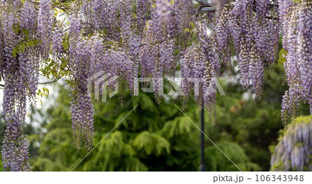 Blooming Wisteria Sinensis with classic purple flowers in full bloom in hanging racemes against a green background. Garden with wisteria in spring. 106343948