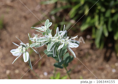 夏の庭に咲く緑に白い縁取りのある葉と白い小花を持つハツユキソウの花 夏の庭に咲く緑に白い縁取りのある葉と白い小花を持つハツユキソウの花 106344155