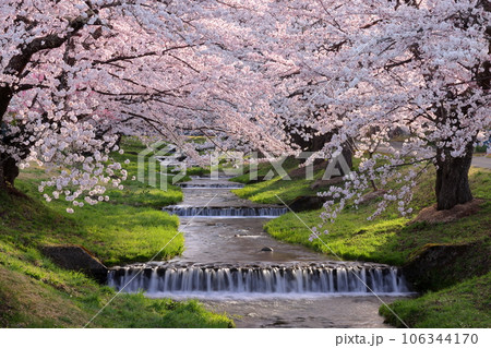 福島県耶麻郡猪苗代町川桁 早朝の観音寺川の流れとトンネルを作る両岸のソメイヨシノの桜並木 福島県耶麻郡猪苗代町川桁 早朝の観音寺川の流れとトンネルを作る両岸のソメイヨシノの桜並木 106344170