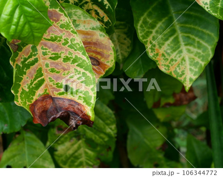Brown spotted and yellow damage by anthracnose on the green leaf of Robusta coffee plant tree, Plant diseases that damage agriculture 106344772