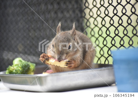 ごはんを食べるリス 106345194