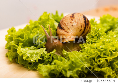 Achatina snail sits on a fresh green lettuce leaf 106345314