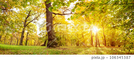 Panoramic background of the scenic view on the autumnal park. 106345387