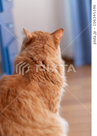 可愛い猫　茶トラ猫 106345396