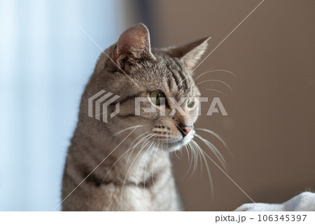 見つめる猫　サバトラ猫 106345397