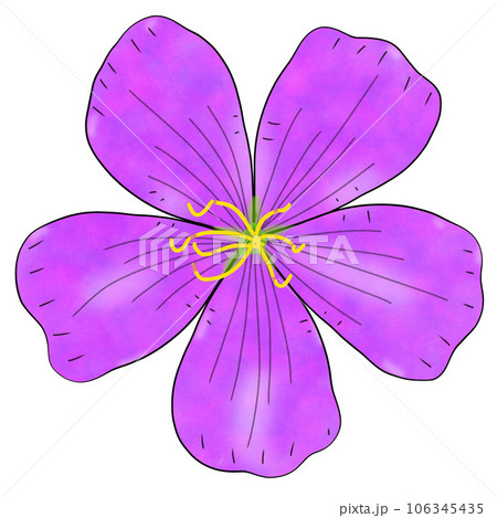 purple flowers with leaves isolated on white 106345435