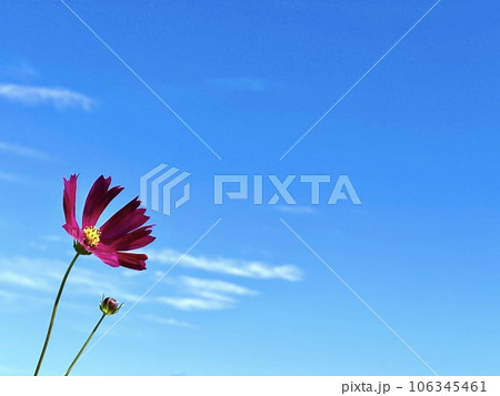 青空に揺れるコスモス 106345461