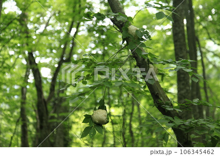 モリアオガエルの卵　岳岱自然観察教育林 106345462