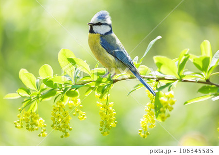 Bird sitting on branch of blooming tree with yellow flowers. The blue tit 106345585