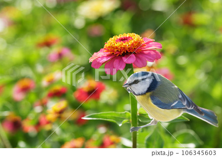 A little bird sitting on zinnia flower. The blue tit 106345603