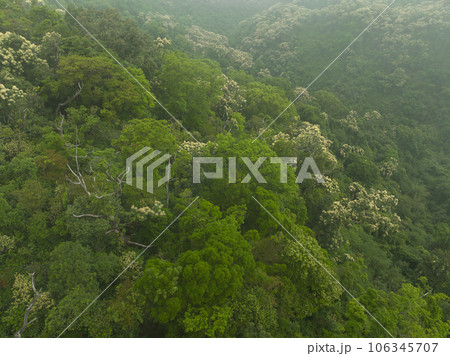 Aerial view of beautiful snowy forest in Tibet,China Aerial view of beautiful snowy forest in Tibet,China 106345707