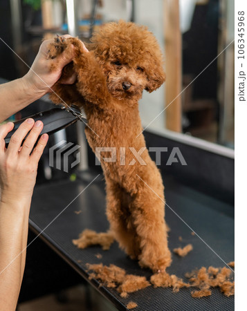 Woman trimming toy poodle with electric razor in grooming salon. Woman trimming toy poodle with electric razor in grooming salon. 106345968