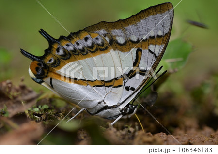 蝶 チョウ 蝴蝶 106346183