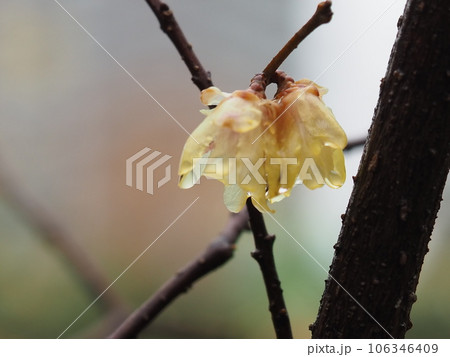 春を告げる蝋梅の花 106346409