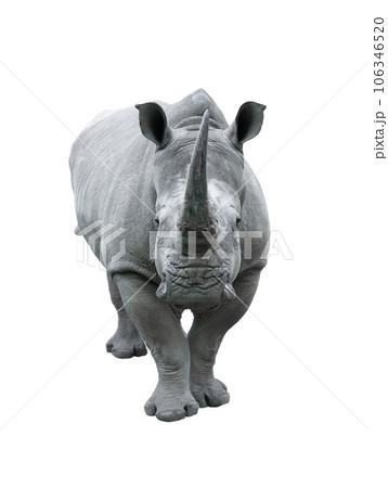 white rhino isolated on white background white rhino isolated on white background 106346520