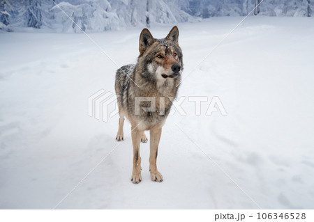 Gray wolf in a clearing of a snowy forest Gray wolf in a clearing of a snowy forest 106346528